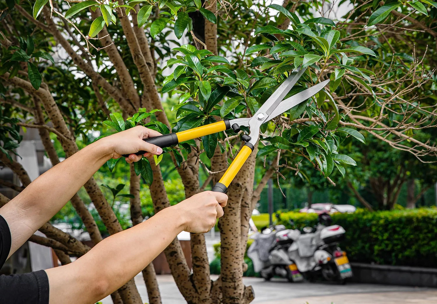 ¿Por qué necesitamos cizallas de jardinería?